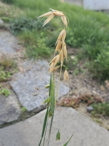 Avena sativa observed 2026-10-18