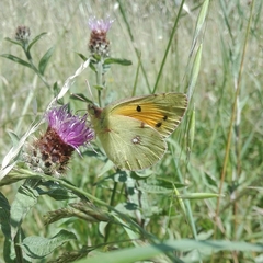 Colias croceus