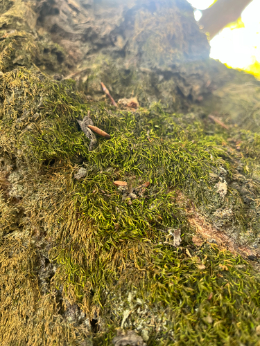 Pterigynandrum filiforme observed 2026-10-18