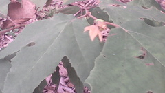 Platanus mexicana