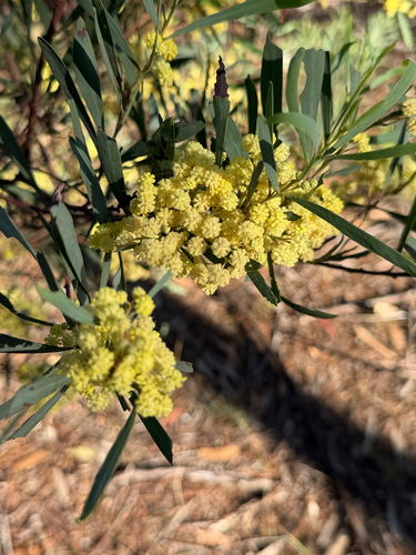 Acacia retinodes observed 2026-10-19