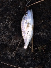 Leiostomus xanthurus