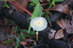 Leucocoprinus fragilissimus image