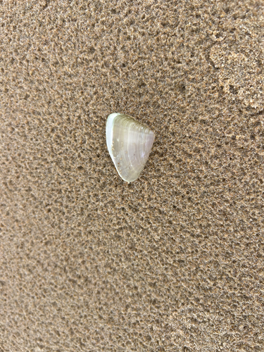 Donax deltoides, 2026-10-19