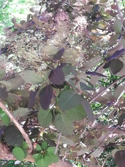Cotinus obovatus