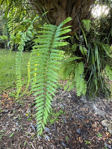Drynaria rigidula observed 2026-10-19
