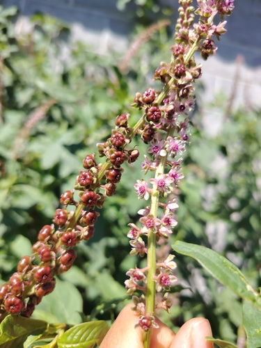 Phytolacca icosandra observed 2026-10-18