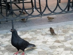 Passer domesticus