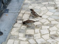 Passer domesticus