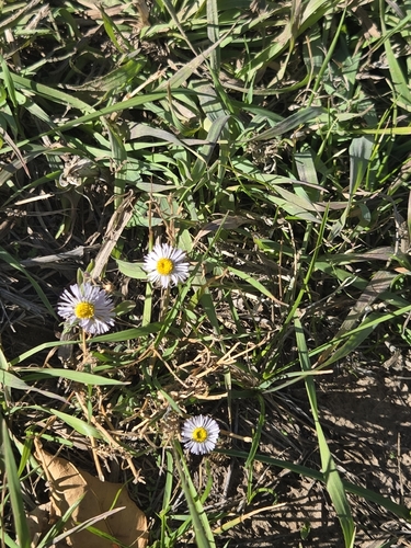 Erigeron divergens, 2026-10-18