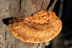 Hexagonia vesparia