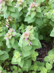 Lamium purpureum purpureum