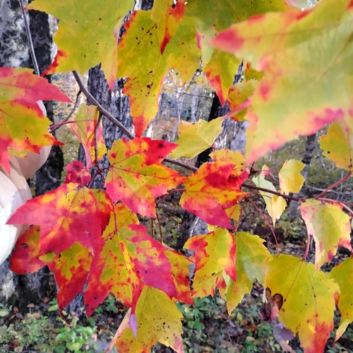 red maple