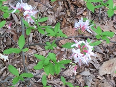 Rhododendron periclymenoides