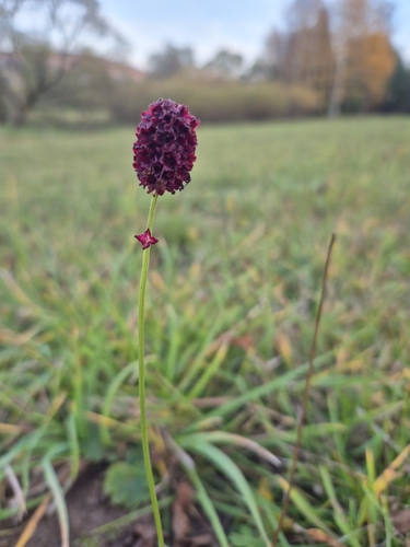 Sanguisorba officinalis observed 2026-10-18