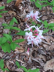 Rhododendron periclymenoides
