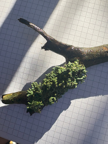 Hypogymnia tubulosa, 2026-10-18