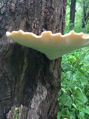 Cerioporus squamosus