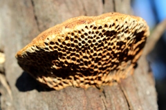 Hexagonia vesparia