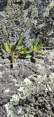 Wahlenbergia albomarginata observed 2026-10-19