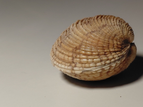 Warty Venus Clam