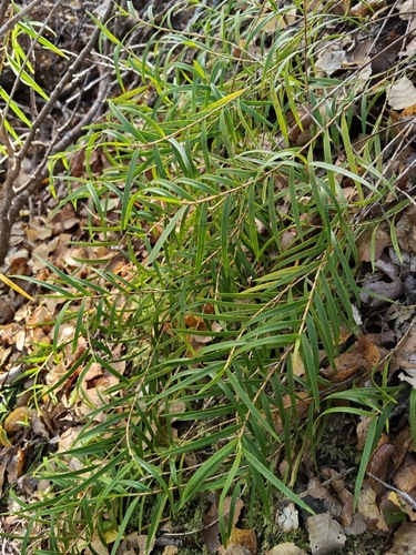 Dendrobium cunninghamii observed 2026-10-19
