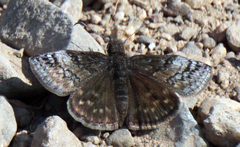 Erynnis icelus