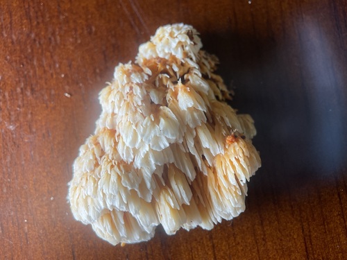 Pycnoporellus alboluteus observed 2026-10-18