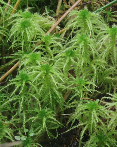 Sphagnum squarrosum observed 2026-10-18