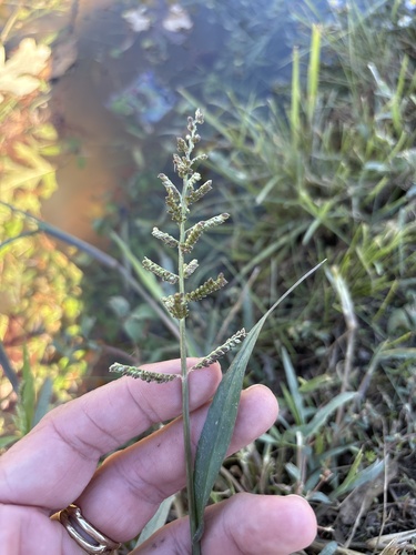 Echinochloa colonum observed 2026-10-18