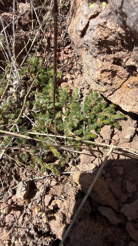 Peruvian Spikemoss