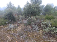 Cistus atriplicifolius
