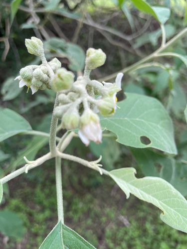 Solanum erianthum observed 2026-10-18