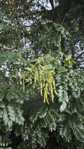 Styphnolobium japonicum observed 2026-10-18