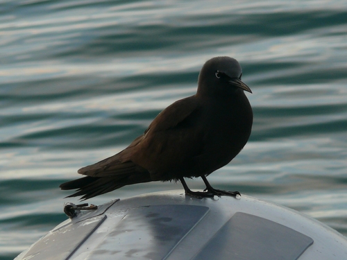 iNaturalist image