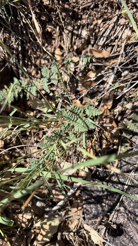Eaton's lipfern
