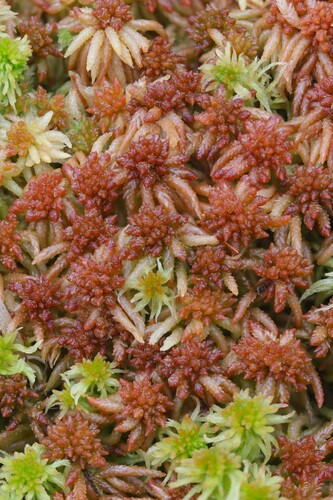 Sphagnum divinum observed 2026-10-18