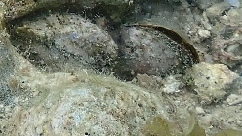 Beguina semiorbiculata observed 2026-01-28