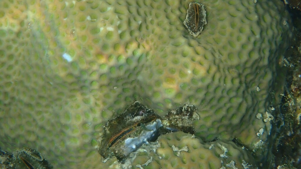 half-round cardita