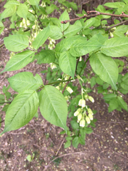 Staphylea trifolia