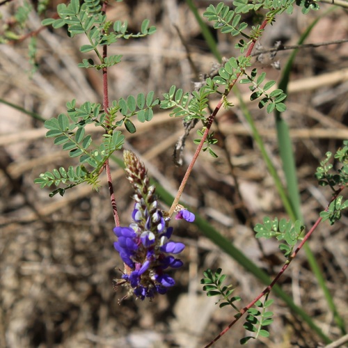 Dalea coerulea, 2026-10-18