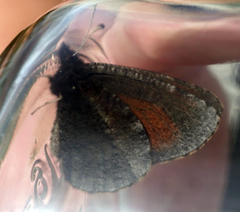 Erebia discoidalis