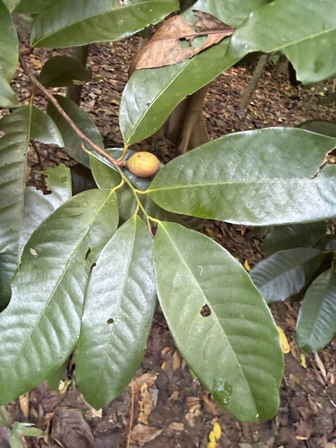 Myristica globosa observed 2026-10-19