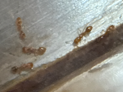 Common American Thief Ant