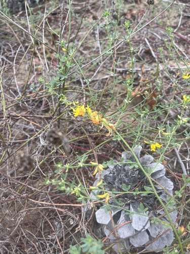 Acmispon glaber observed 2026-10-18