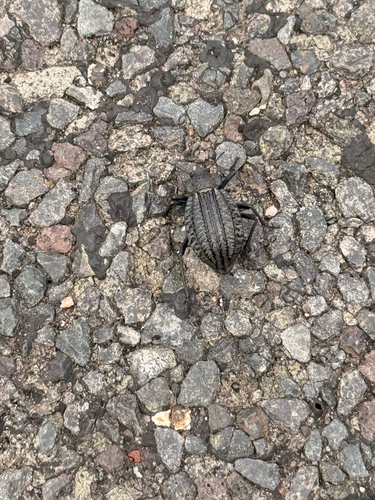Philolithus sordidus