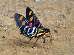 Mimoniades versicolor versicolor