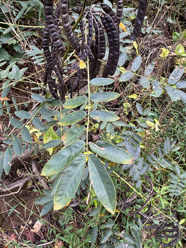 Senna marilandica, 2026-10-16