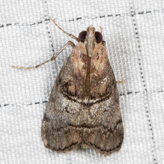 Pococera maritimalis