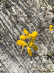 Utricularia cornuta image
